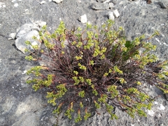 Euphorbia foliosa