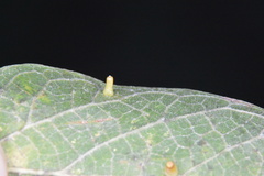 Celticecis aciculata