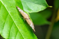 Euthalia monina monina