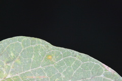 Celticecis aciculata