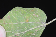 Celticecis aciculata