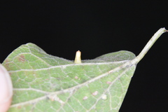 Celticecis aciculata