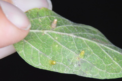 Celticecis aciculata