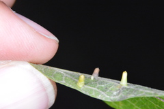 Celticecis aciculata