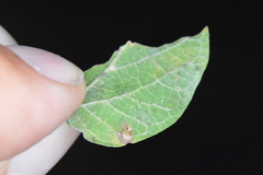 Celticecis aciculata