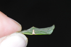 Celticecis aciculata