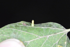 Celticecis aciculata