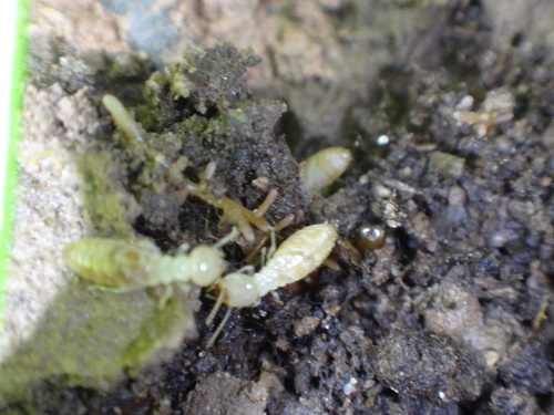 Eastern subterranean termite