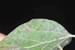 Celticecis aciculata