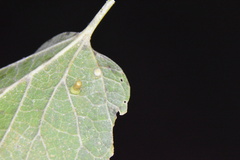 Celticecis aciculata