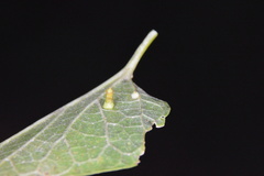 Celticecis aciculata