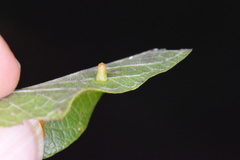 Celticecis aciculata