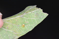 Celticecis aciculata