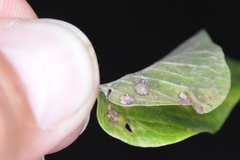 Celticecis capsularis