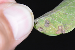 Celticecis capsularis