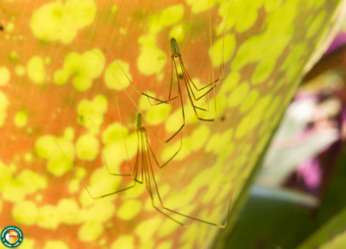 Mesabolivar cyaneotaeniatus · iNaturalist