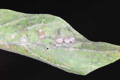 Celticecis capsularis