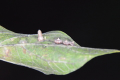 Celticecis capsularis