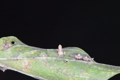 Celticecis aciculata