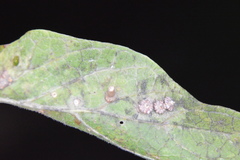 Celticecis aciculata