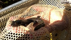 Desmognathus amphileucus