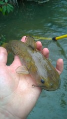 Ameiurus platycephalus