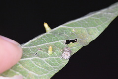 Celticecis capsularis