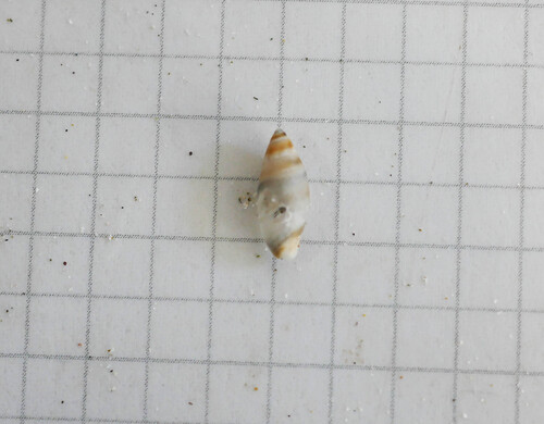 Amalda novaezelandiae observed 2025-06-01