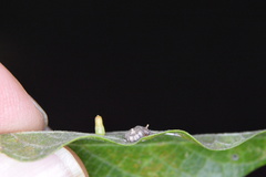 Celticecis capsularis