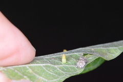 Celticecis aciculata