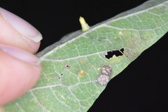 Celticecis aciculata