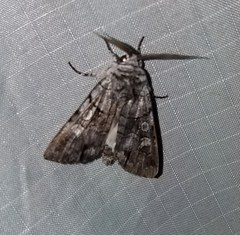 Sympistis chionanthi