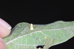 Celticecis aciculata