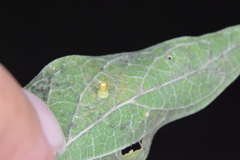 Celticecis aciculata