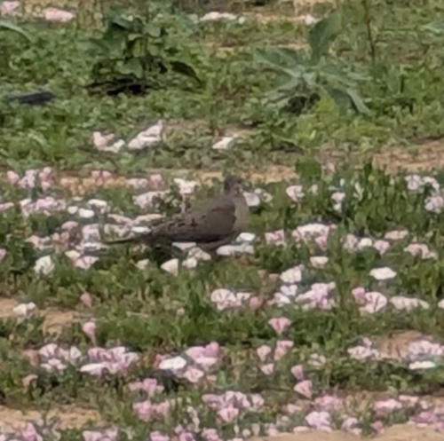 Mourning Dove photographed in Colorado