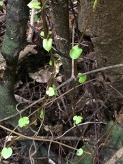 Muehlenbeckia complexa