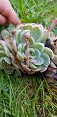Echeveria elegans
