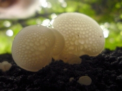 Favolaschia pustulosa