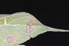 Celticecis capsularis