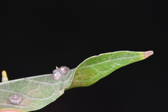 Celticecis capsularis