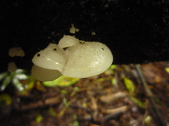 Favolaschia pustulosa
