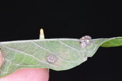 Celticecis aciculata