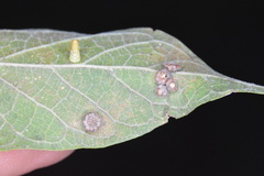 Celticecis aciculata