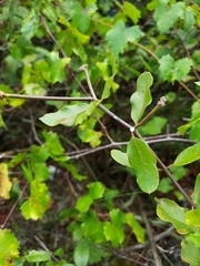 Asclepias curtissii