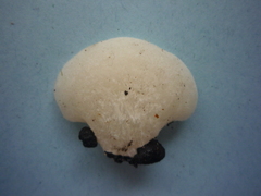 Favolaschia pustulosa