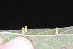 Celticecis aciculata