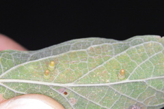 Celticecis aciculata