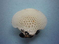 Favolaschia pustulosa