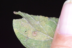 Celticecis aciculata