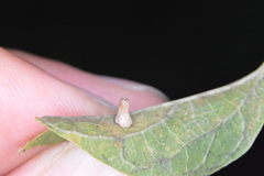 Celticecis aciculata